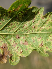 Neuroterus saltarius
