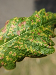 Neuroterus saltarius