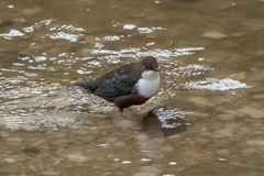 Cinclus cinclus aquaticus