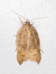 Acleris emargana