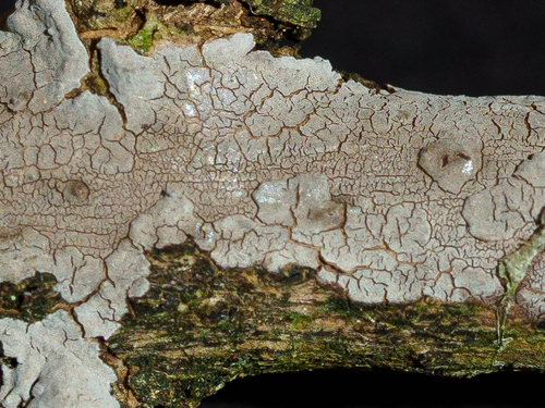 Representative image of Peniophora lycii