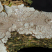 Peniophora lycii - Photo (c) rainerburkard, osa oikeuksista pidätetään (CC BY), lähettänyt rainerburkard
