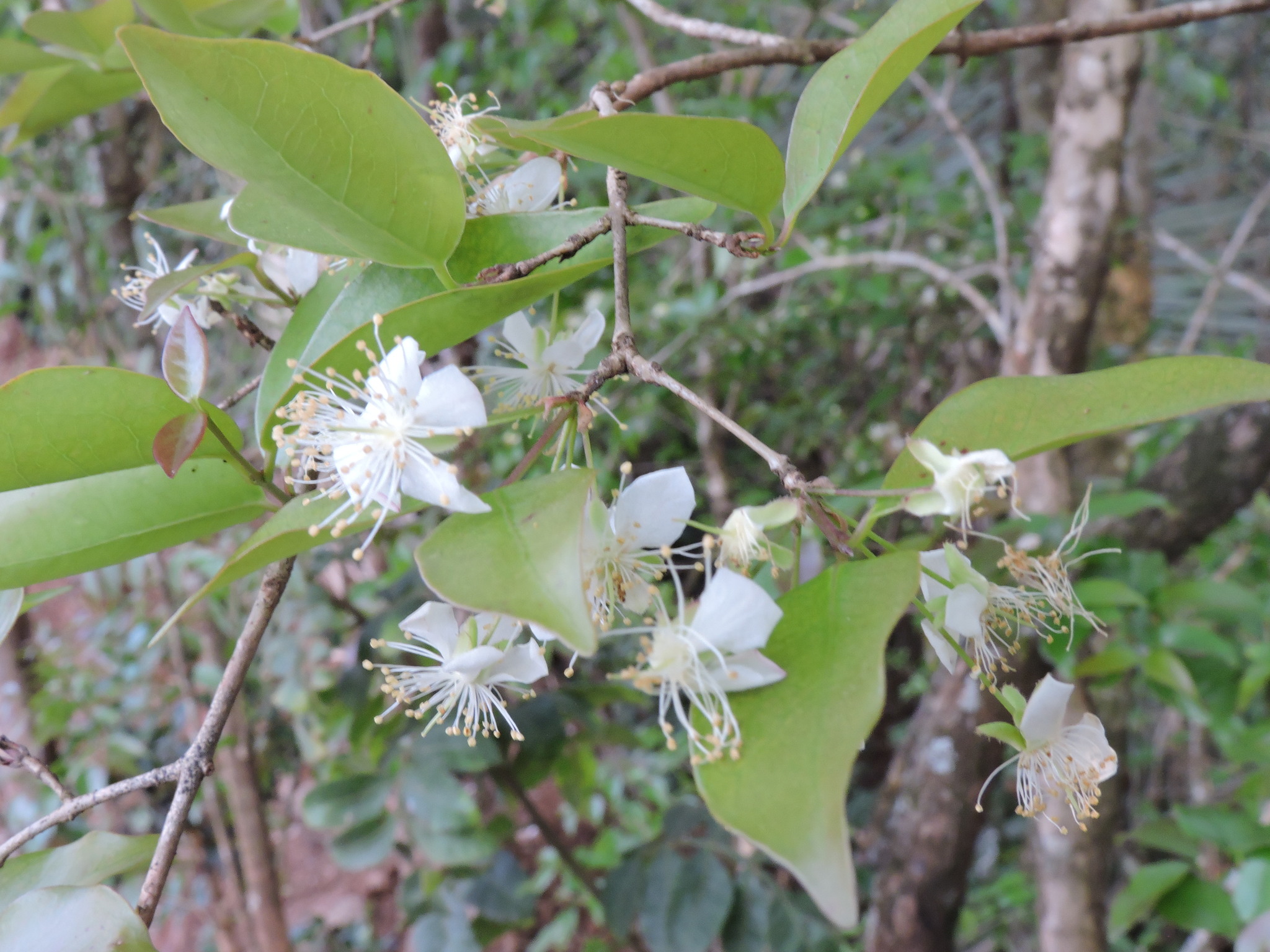Eugenia uniflora