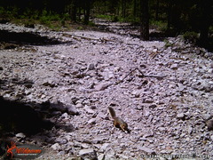 Sciurus nayaritensis