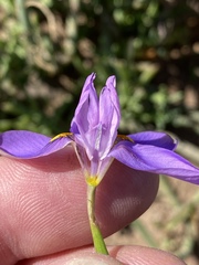 Moraea bipartita