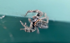 Platycryptus undatus