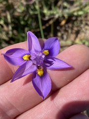Moraea bipartita