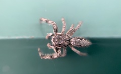 Platycryptus undatus