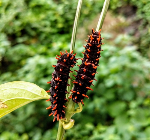 ヘクトールベニモンアゲハ (Pachliopta hector) · iNaturalist