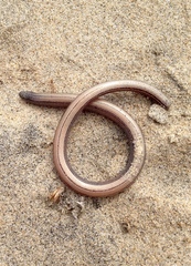 Anniella geronimensis