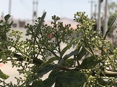 Schinus terebinthifolia