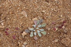 Physaria arctica