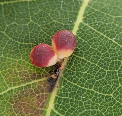 Zopheroteras sphaerula