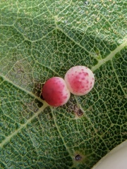 Zopheroteras sphaerula