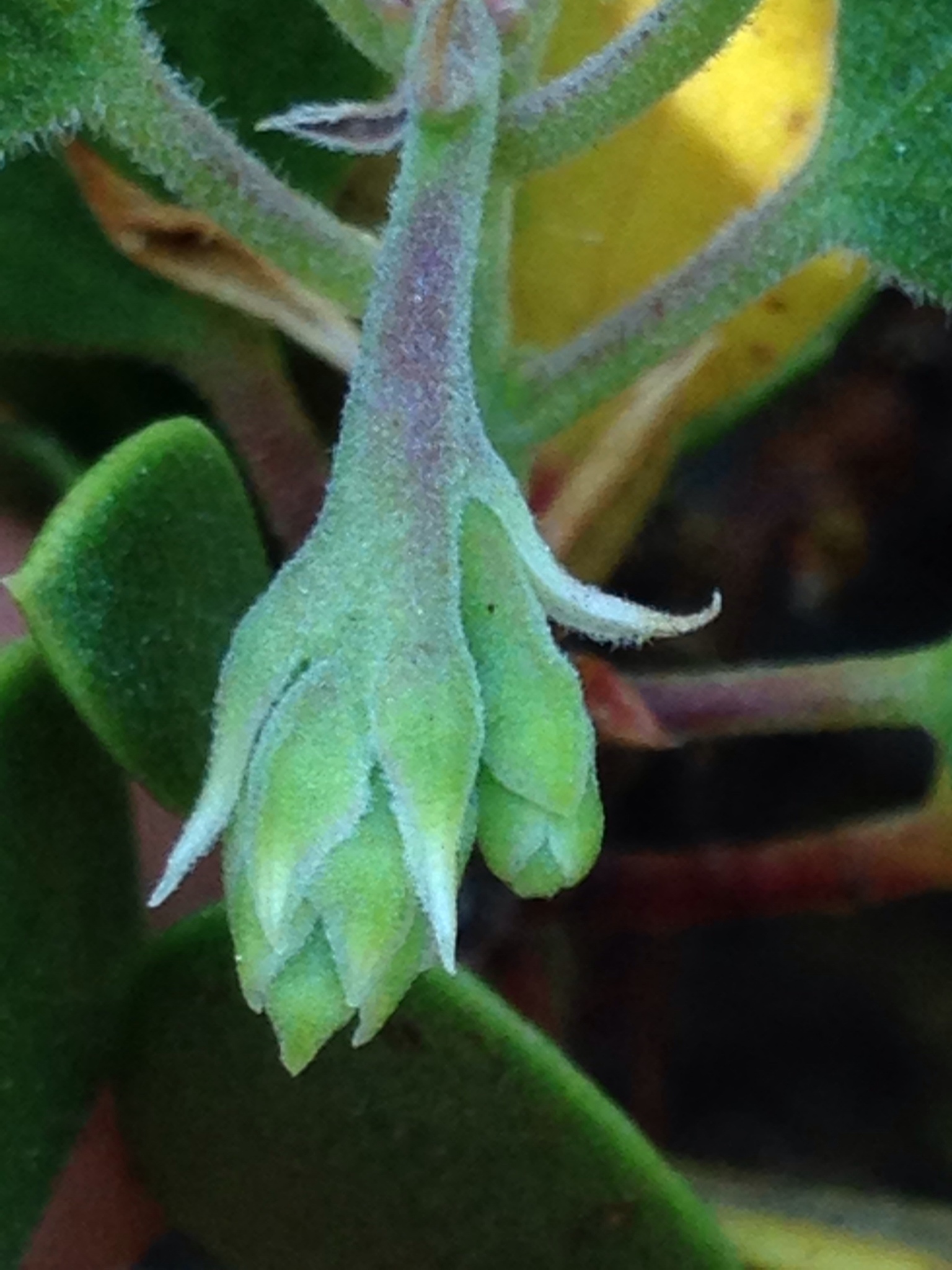 Arctostaphylos parryana ssp. parryana