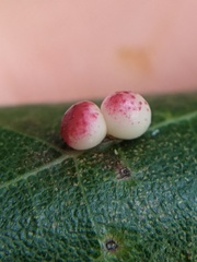 Zopheroteras sphaerula