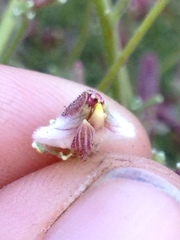 Cordylanthus nevinii