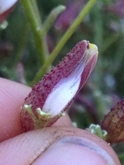 Cordylanthus nevinii