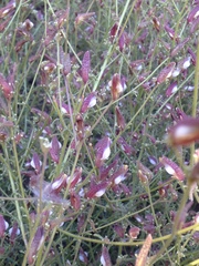 Cordylanthus nevinii