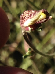 Cordylanthus nevinii