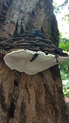 Fomitopsis ochracea