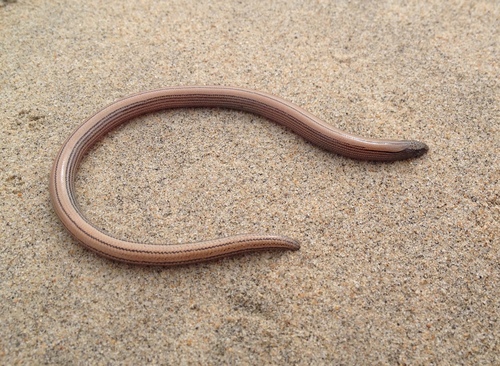 Baja California Legless Lizard