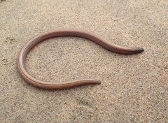 Anniella geronimensis