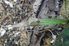 Chinavia erythrocnemis