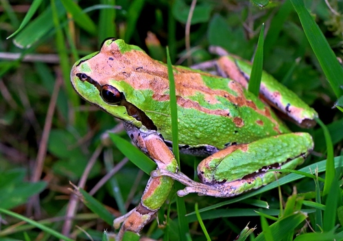 Pacific chorus frog, photo 7 of 7
