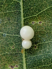 Zopheroteras
