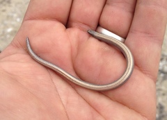 Anniella geronimensis