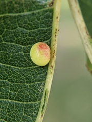 Zopheroteras