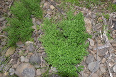 Clinopodium chilense