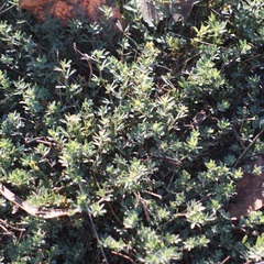 Polygonum paronychia