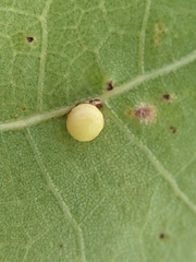 Zopheroteras
