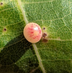 Zopheroteras sphaerula