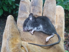 Peromyscus mexicanus
