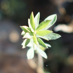 Polygonum paronychia
