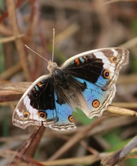 Junonia orithya swinhoei