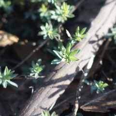 Polygonum paronychia