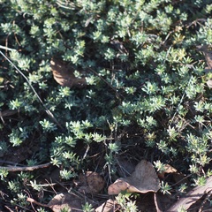 Polygonum paronychia