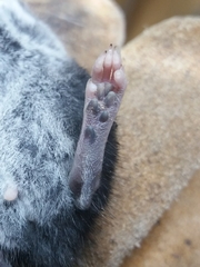 Peromyscus mexicanus