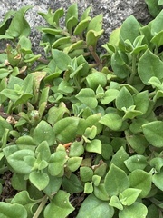 Tetragonia implexicoma