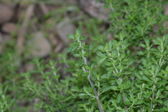 Clinopodium chilense