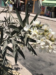 Nerium oleander