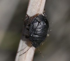 Linospa
