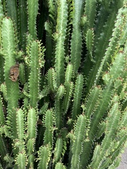 Euphorbia resinifera