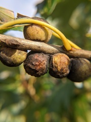 Disholcaspis quercusmamma