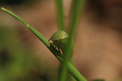 Spissistilus festinus