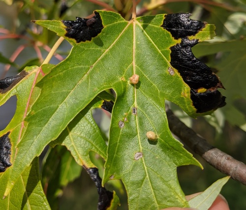 Maple Bladdergall Mite photo 3